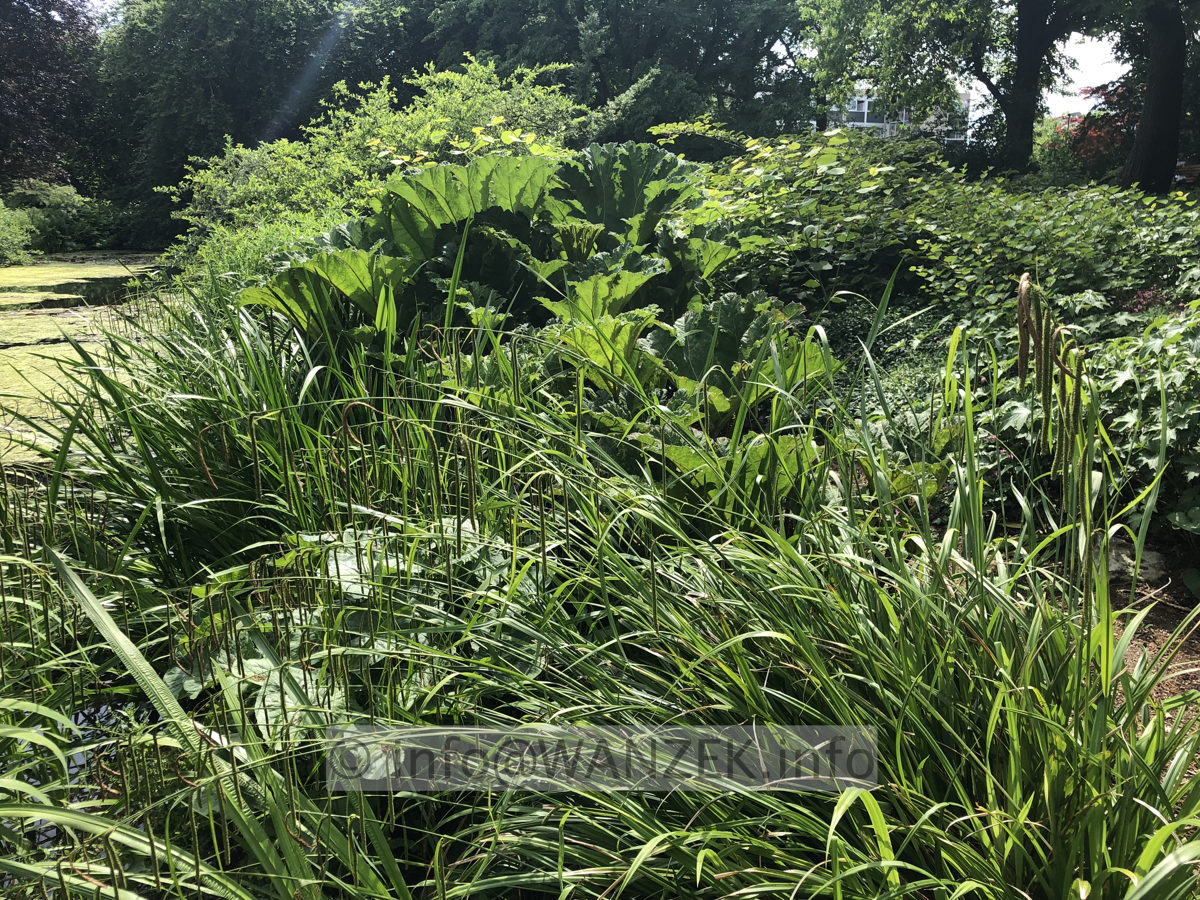 Gunnera tinctoria - im Berggarten.JPG